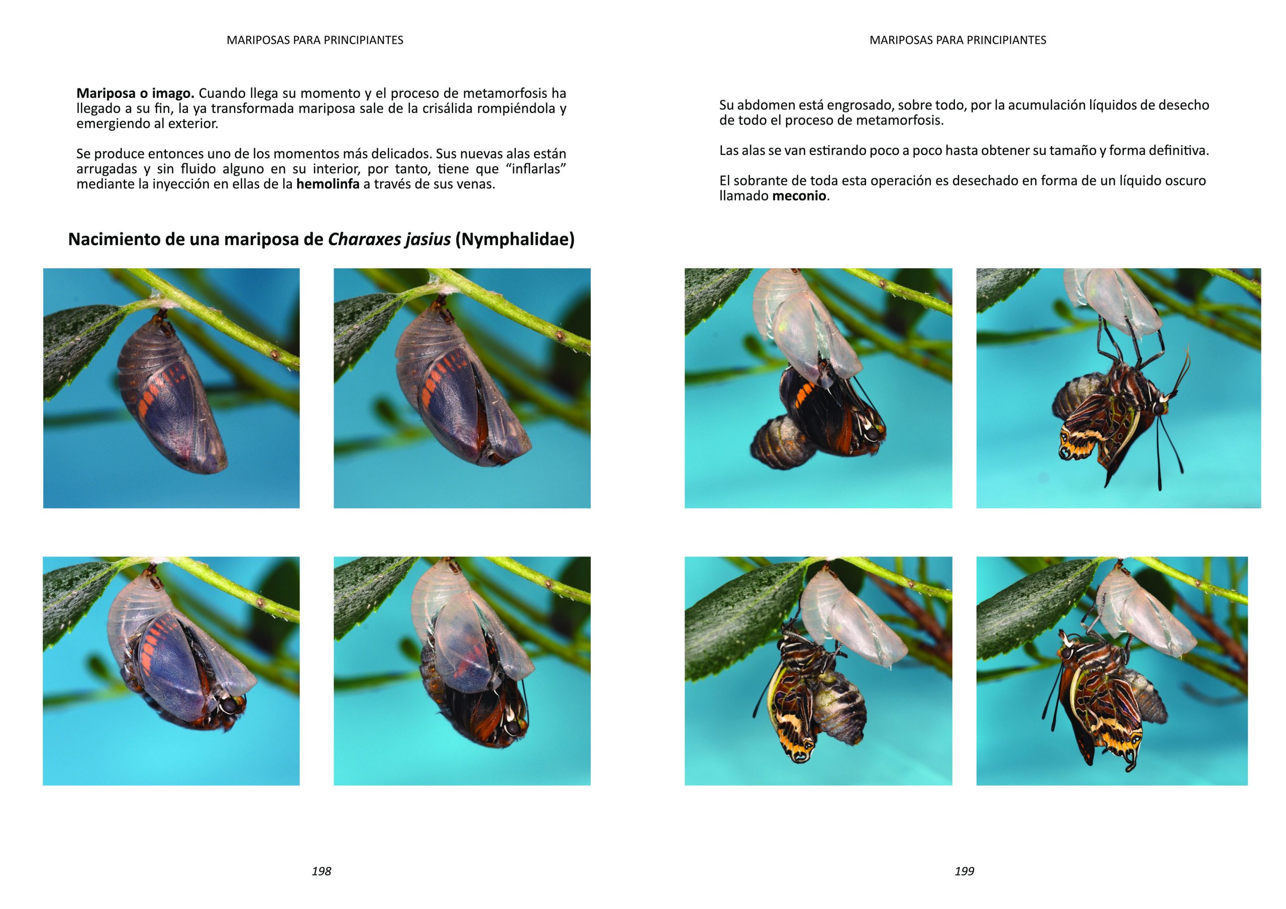 MARIPOSAS PARA PRINCIPIANTES - prueba a una página