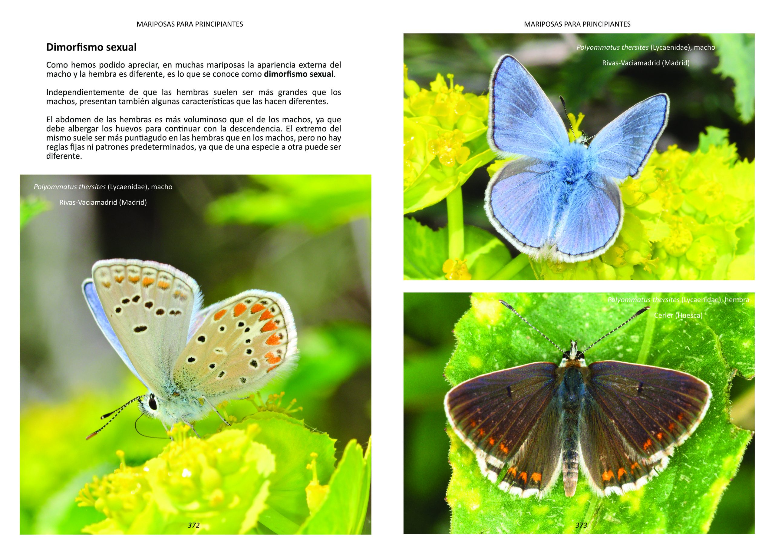 Mariposas para principiantes – Página web sobre el libro 