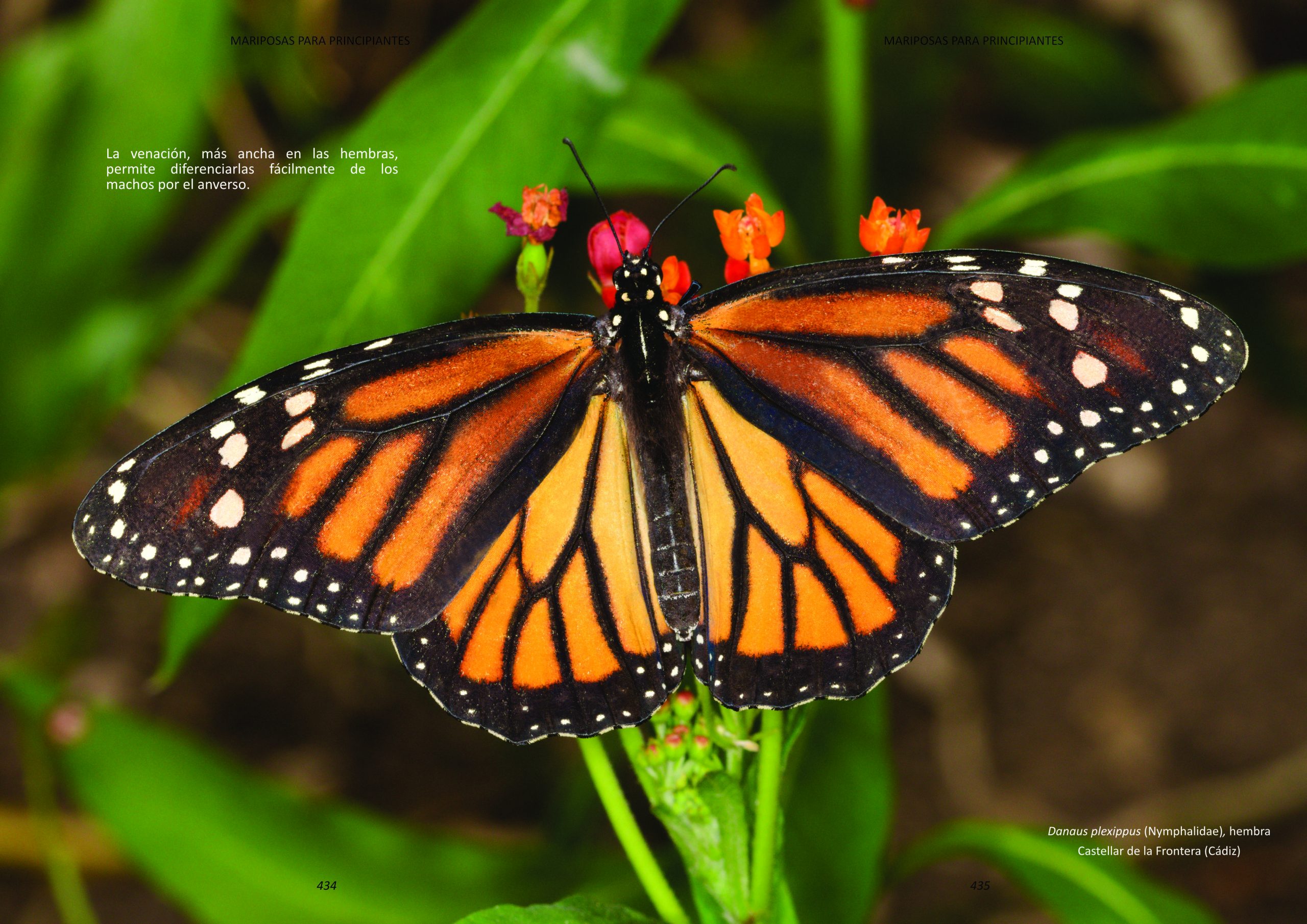 MARIPOSAS PARA PRINCIPIANTES - prueba a una página