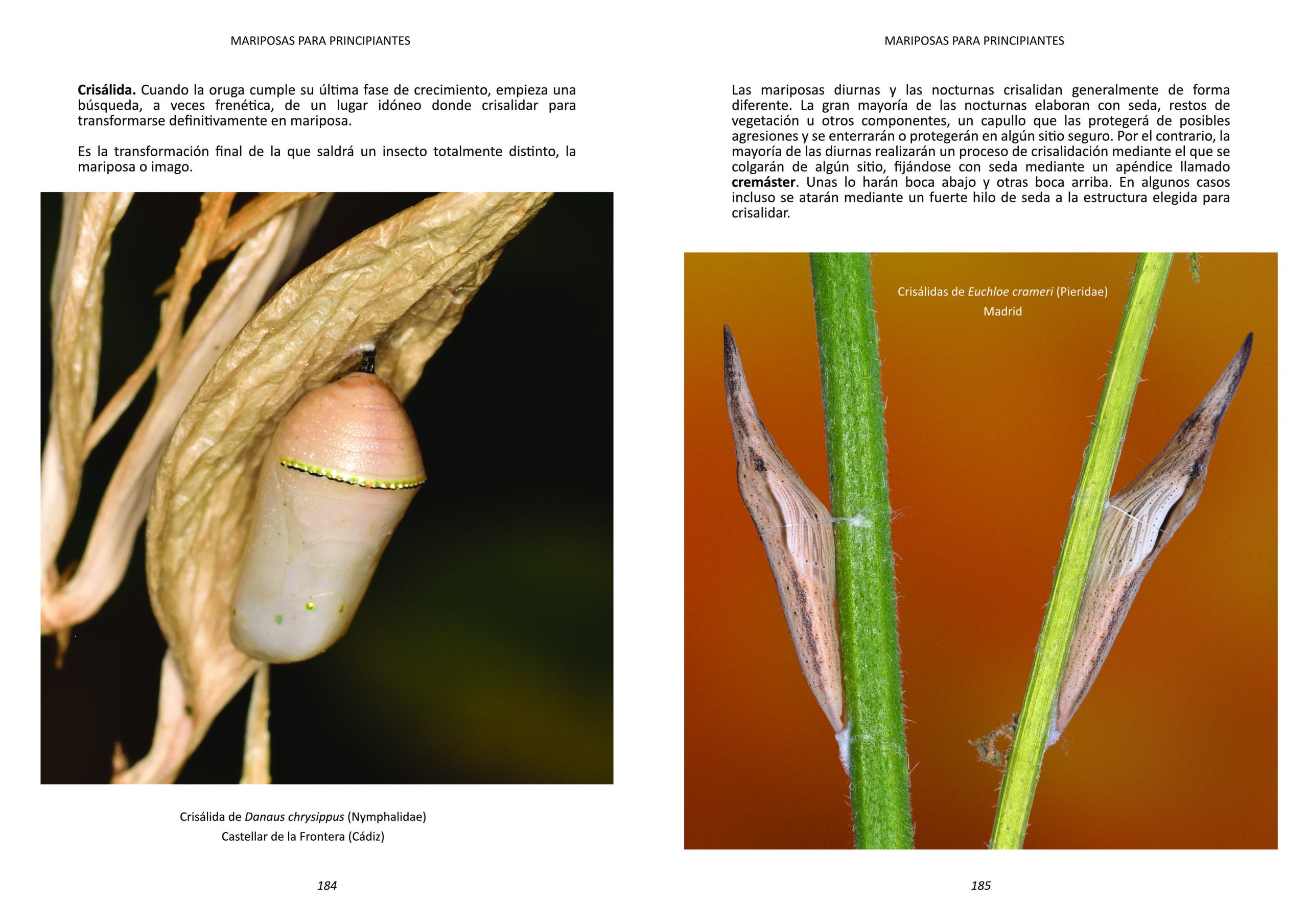 MARIPOSAS PARA PRINCIPIANTES - prueba a una página